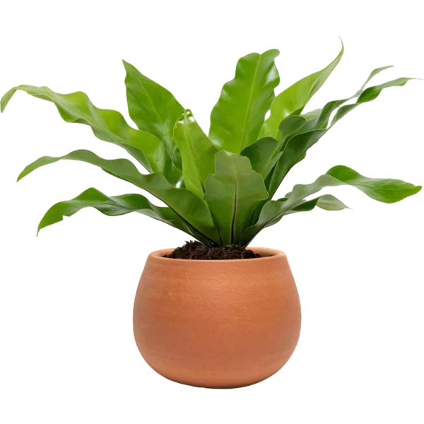 Aglonema Plant - Image 2