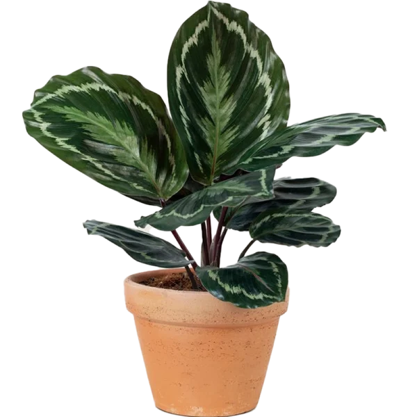 Aglonema Plant - Image 3