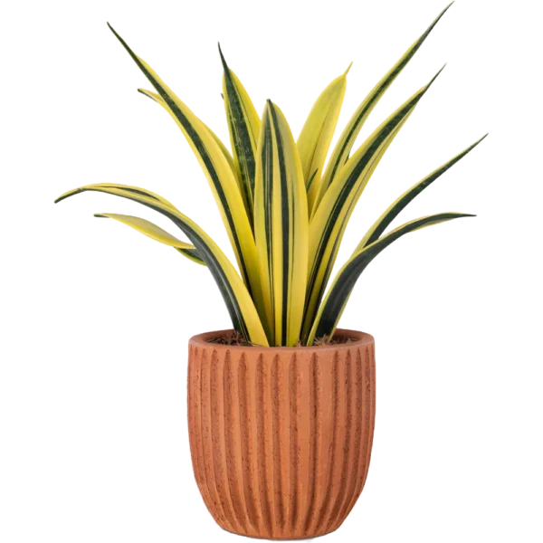 Aglonema