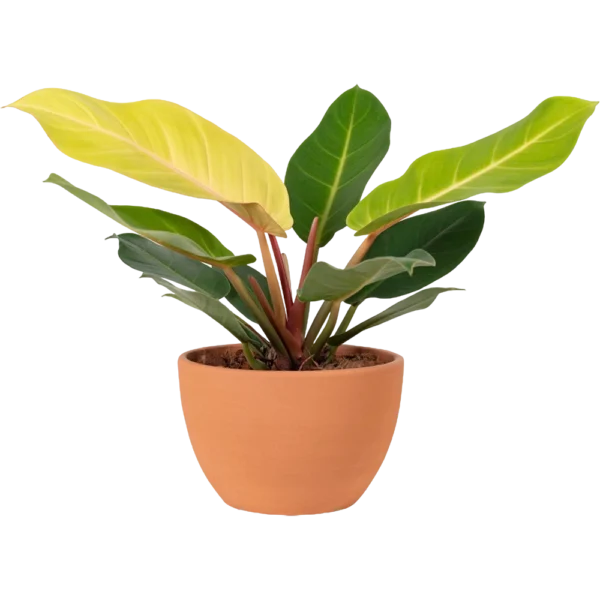 Aglonema Plant