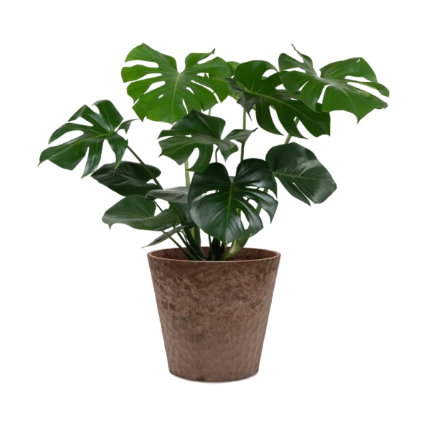 Monstera Deliciosa Plant
