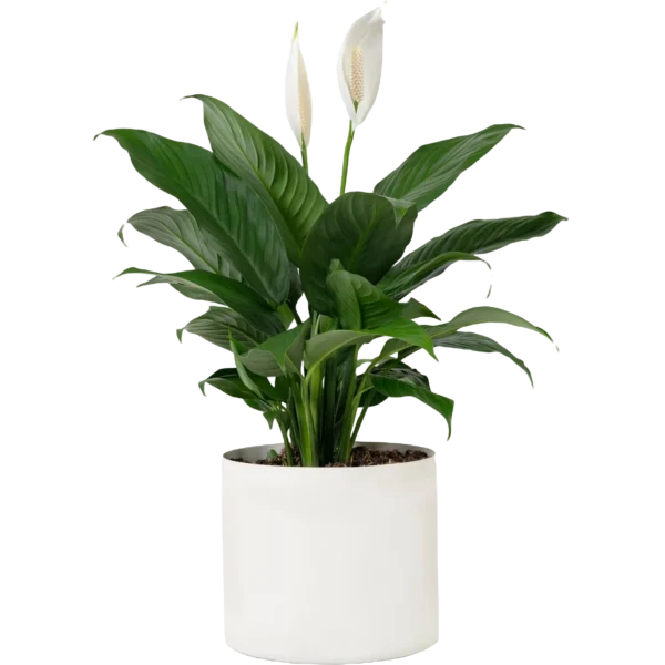 Aglonema Plant - Image 4