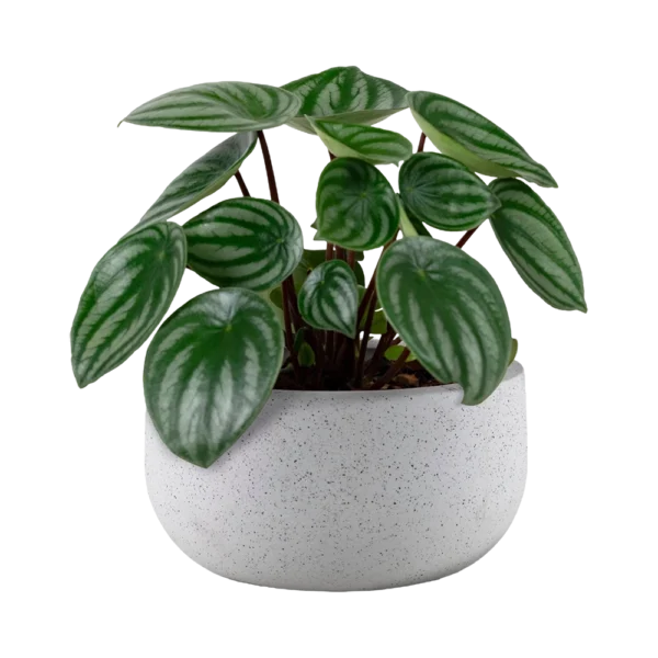 Ficus Lyrata Plant